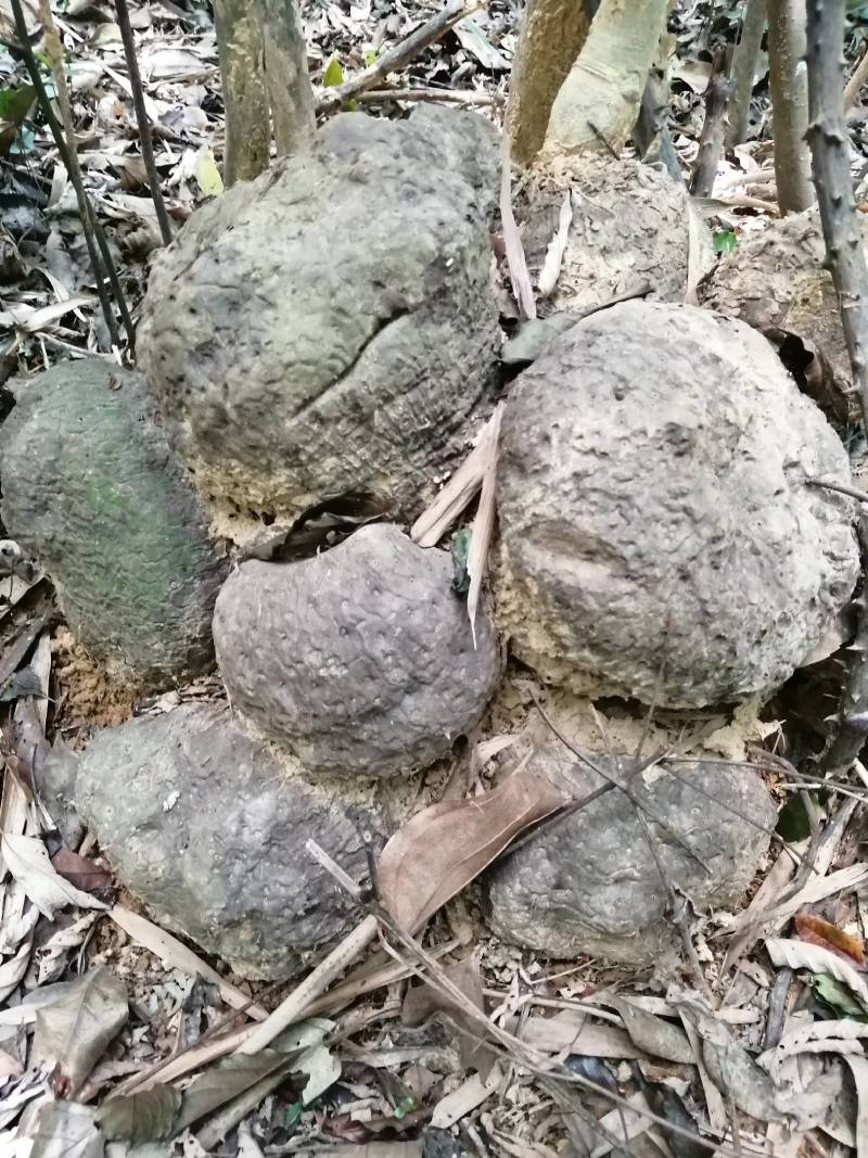 薯良