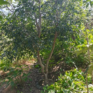 嘉宝果树苗大果福崗