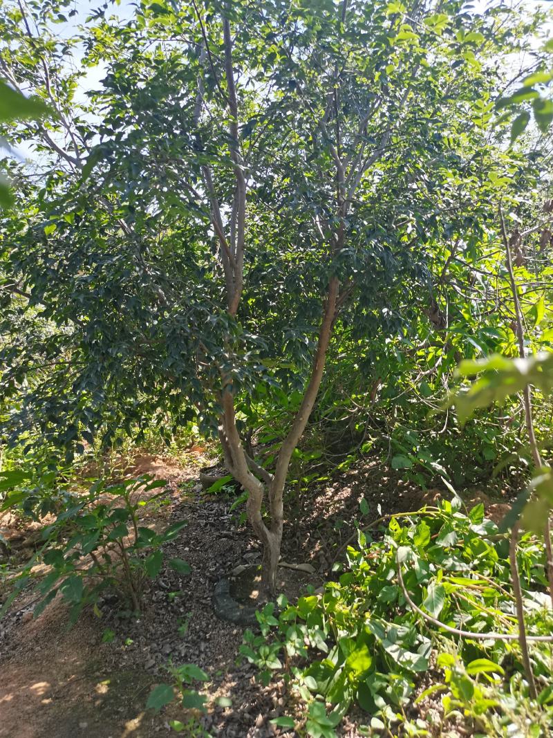 嘉宝果树苗大果福崗