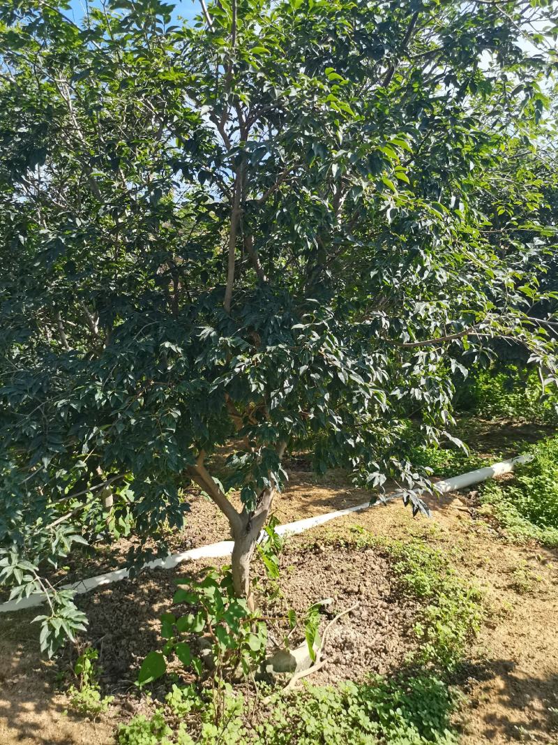 嘉宝果树苗大果福崗
