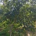 嘉宝果树苗大果福崗