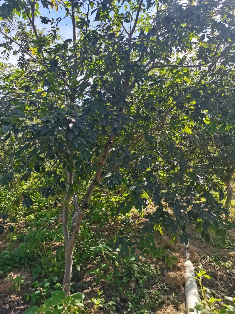 嘉宝果树苗大果福崗