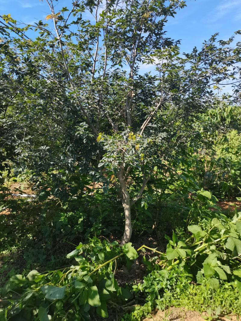 嘉宝果树苗大果福崗