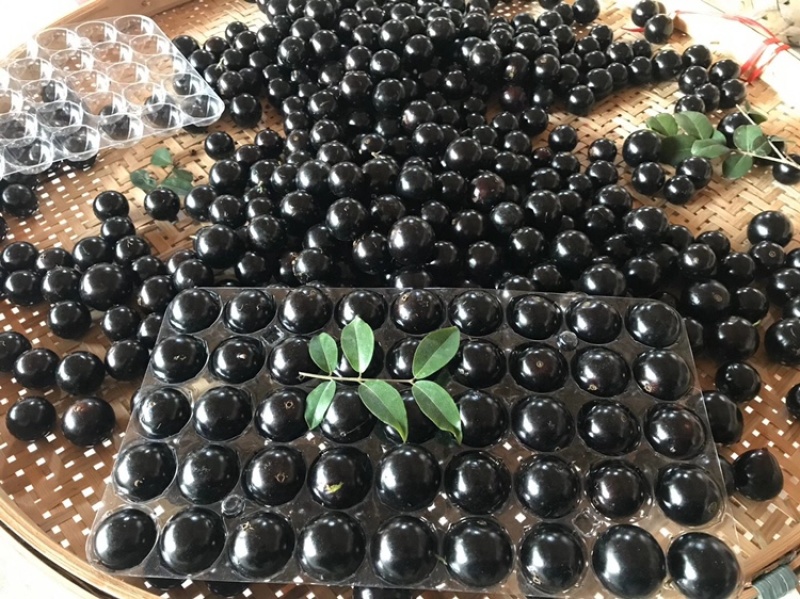 嘉宝果又名树葡萄，营养高。作用多。孕妇大人小孩均可。一件