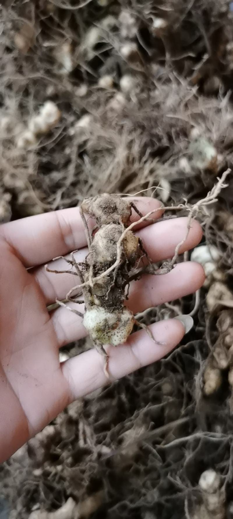 野生多花黄精，块茎种苗，鲜货干货批发，价格美丽