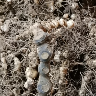 野生多花黄精，块茎种苗，鲜货干货批发，价格美丽