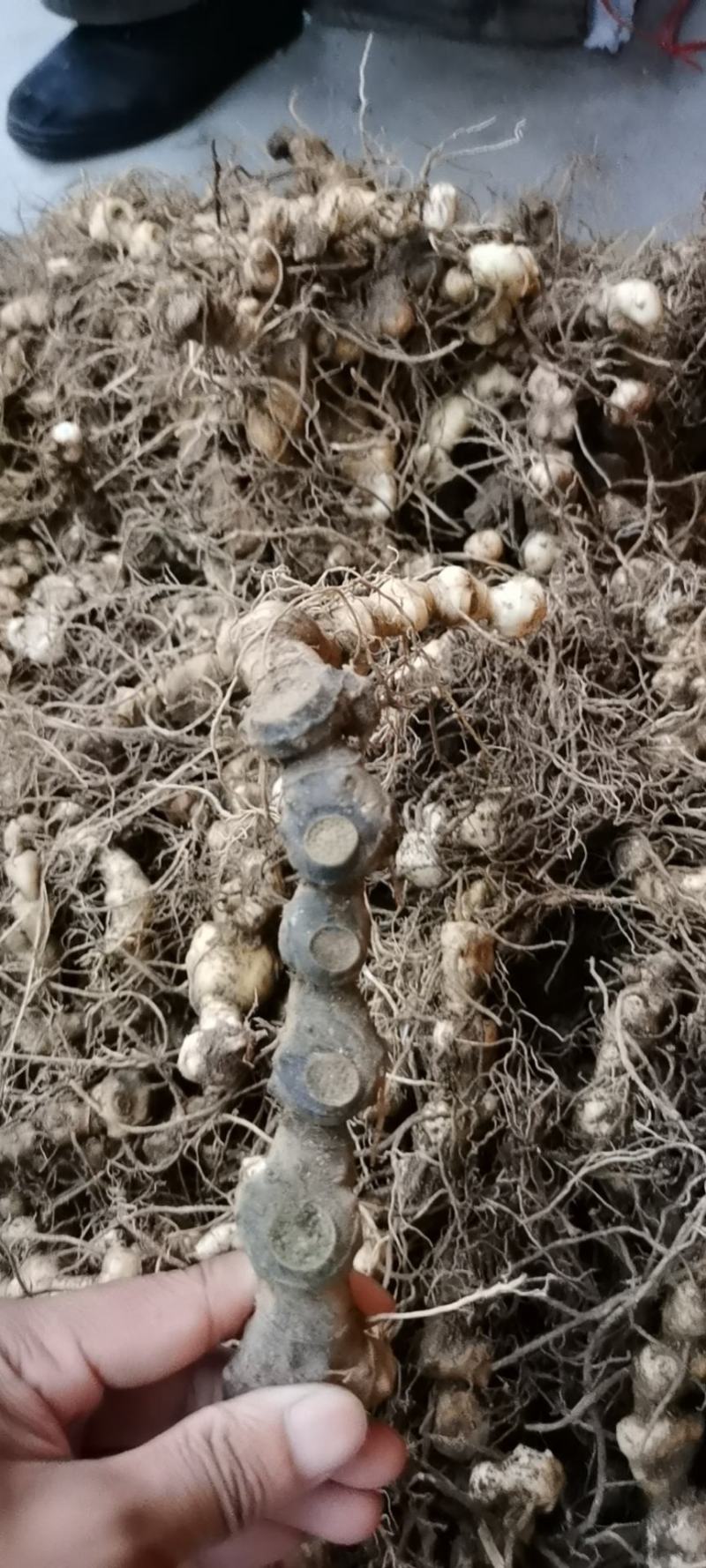 野生多花黄精，块茎种苗，鲜货干货批发，价格美丽