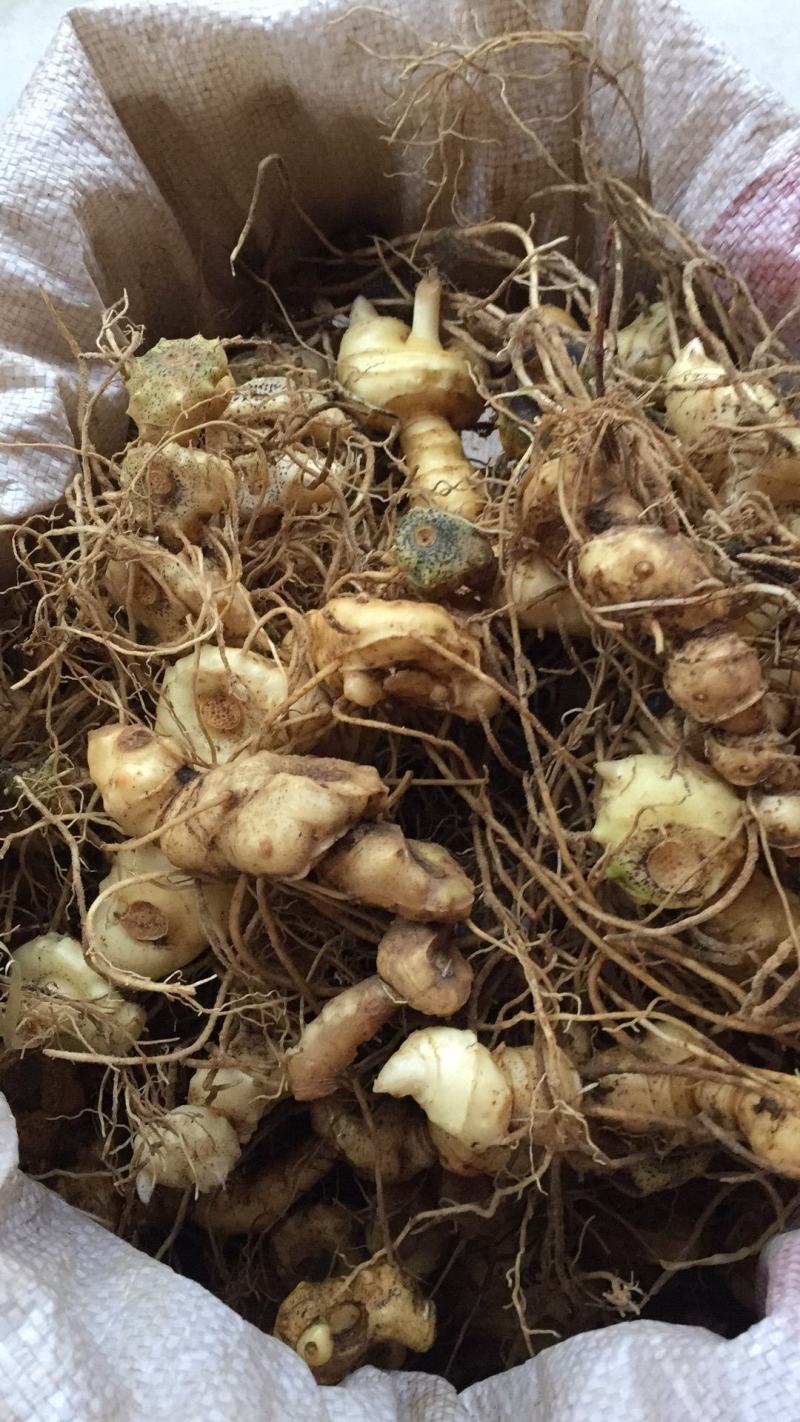 野生多花黄精，块茎种苗，鲜货干货批发，价格美丽