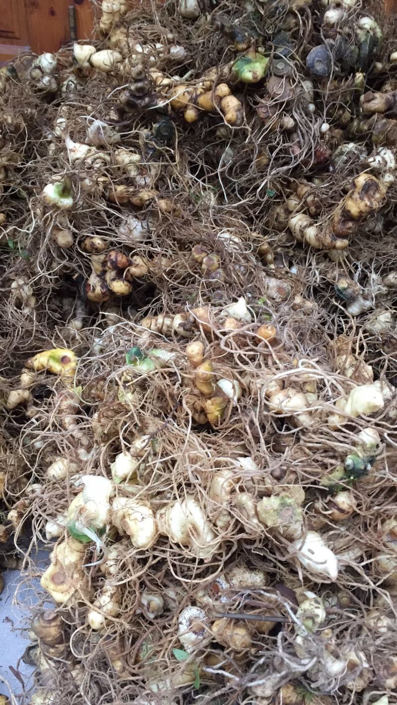 野生多花黄精，块茎种苗，鲜货干货批发，价格美丽