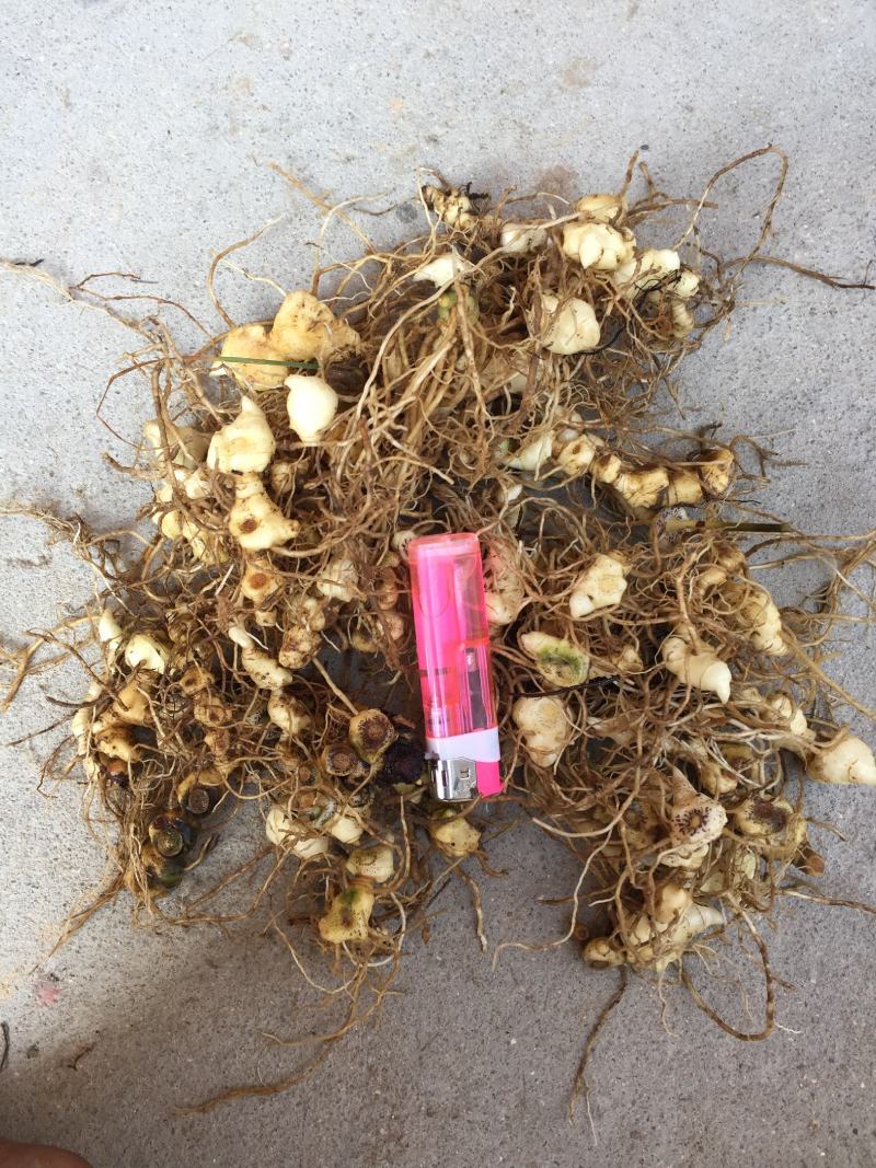 野生多花黄精，块茎种苗，鲜货干货批发，价格美丽