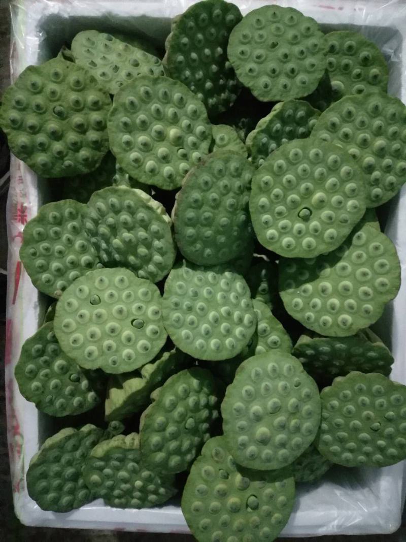 水生新鲜莲蓬