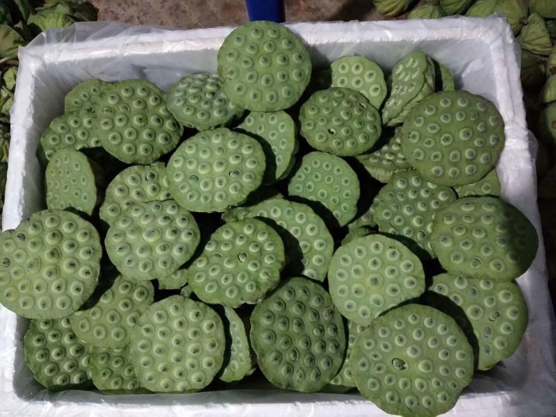 水生新鲜莲蓬