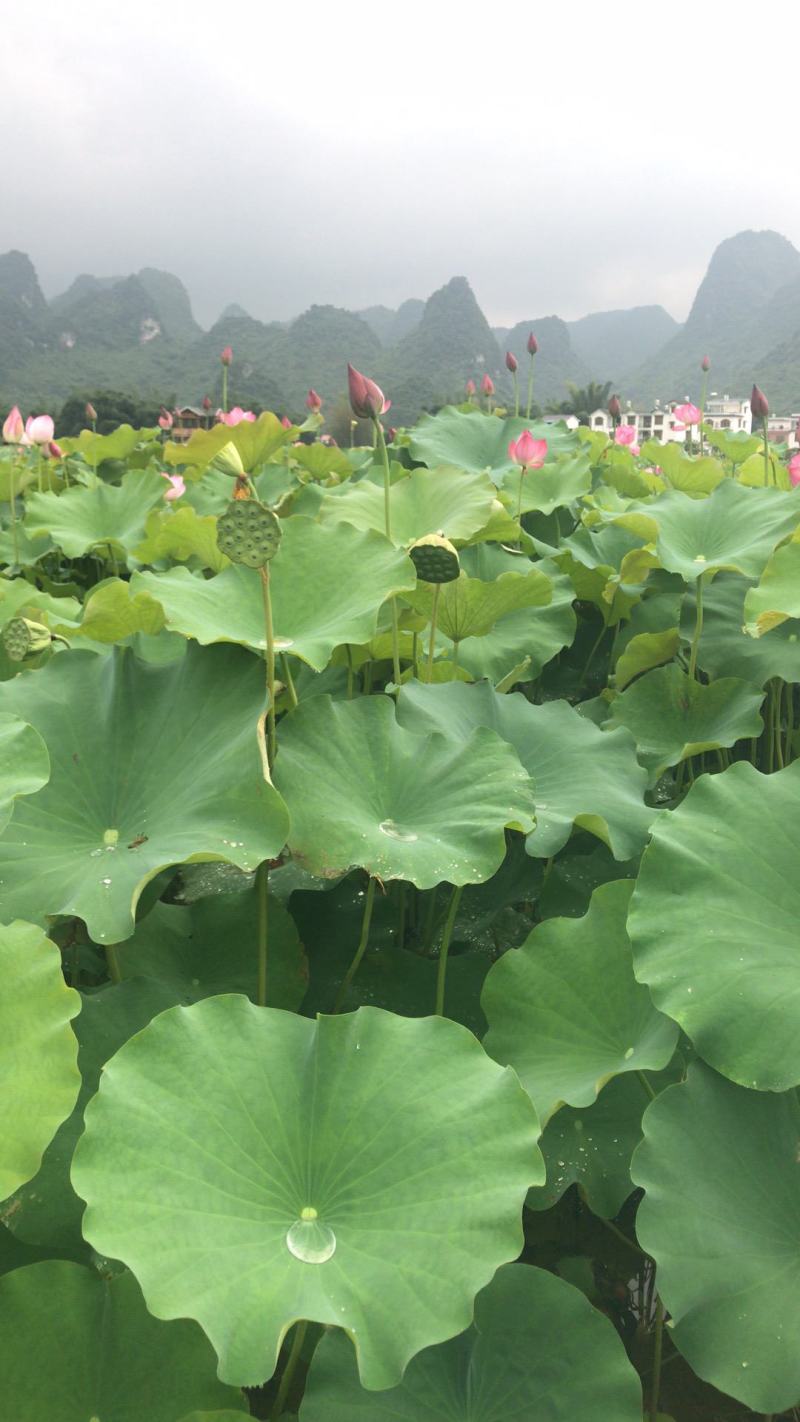 水生新鲜莲蓬