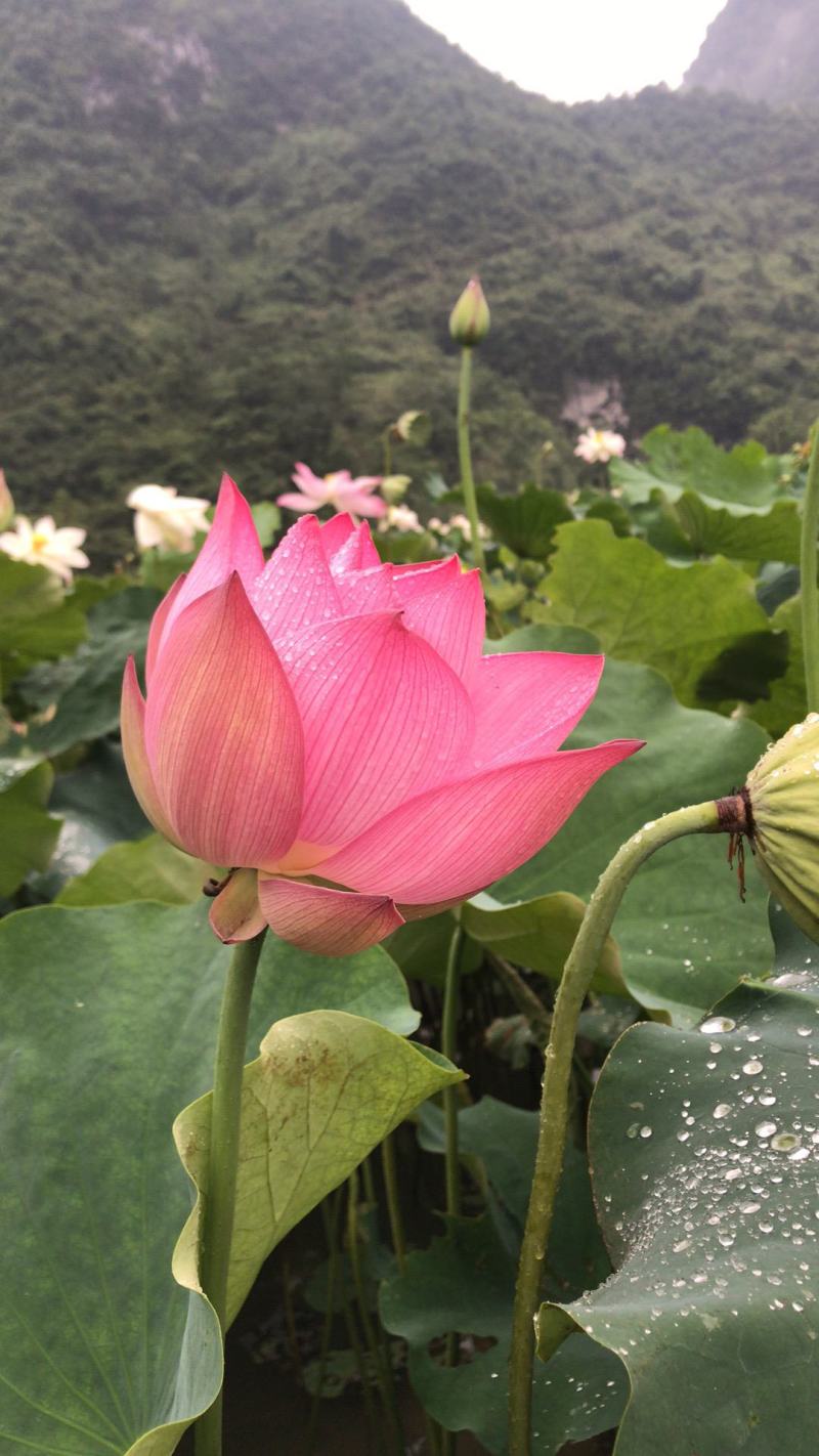 水生新鲜莲蓬