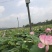 水生新鲜莲蓬