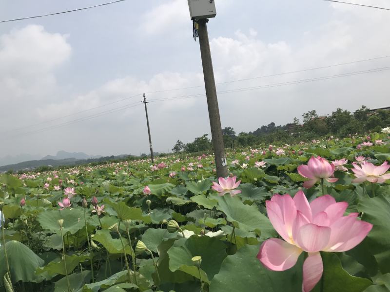 水生新鲜莲蓬