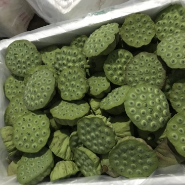 水生新鲜莲蓬
