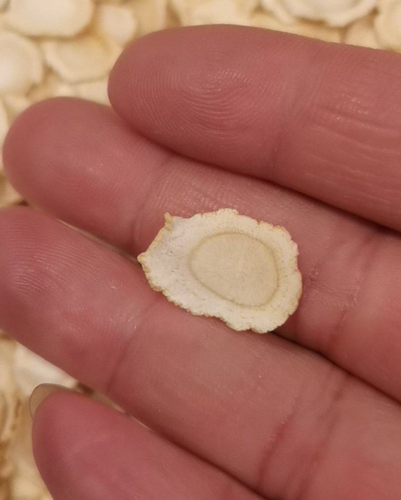 西洋参片，西洋参软质片，硬质片，原支切片。