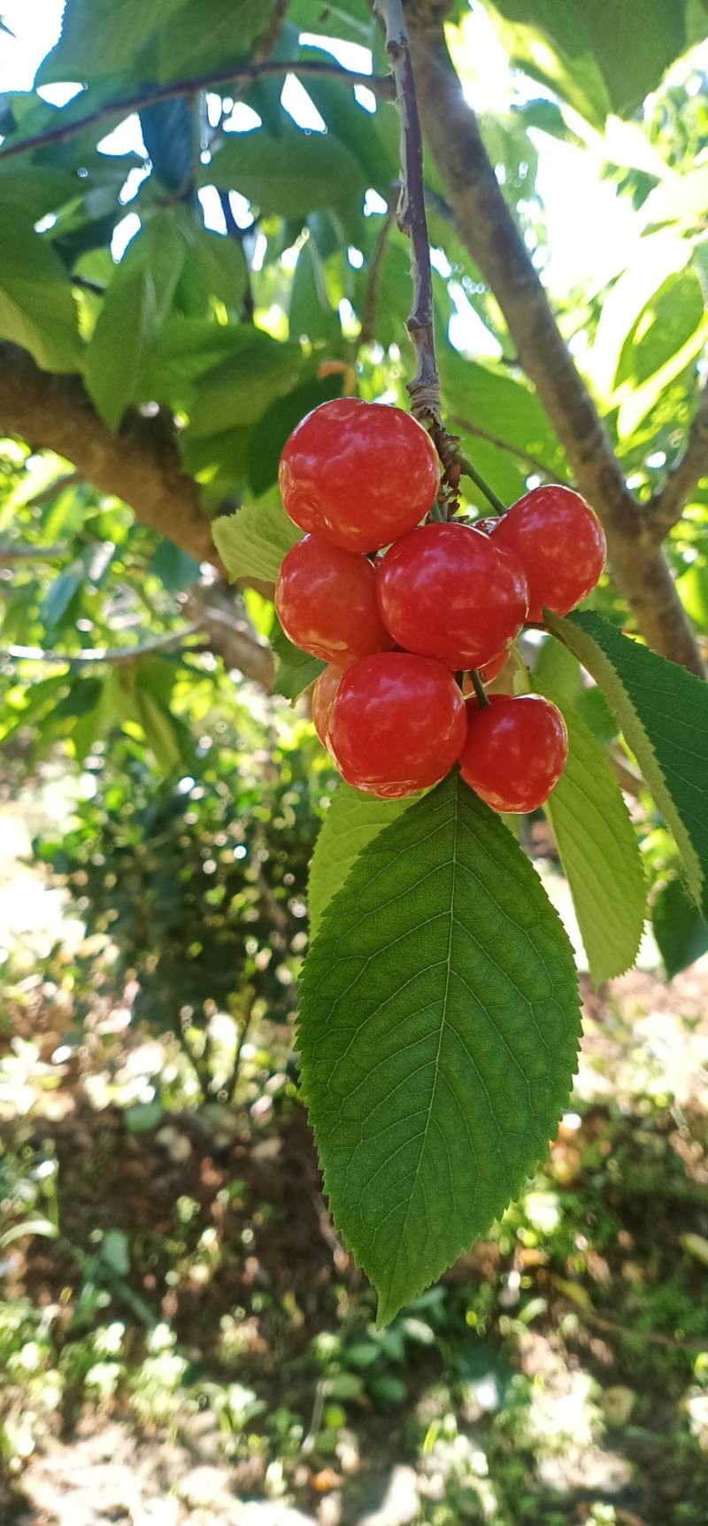 樱桃