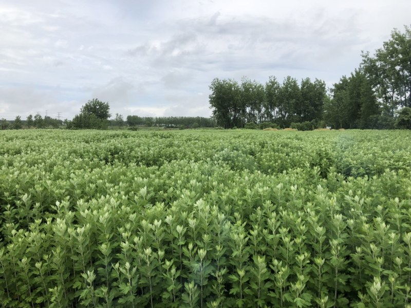 艾草批发（端午必备）十多年种植经验，保证新鲜质优