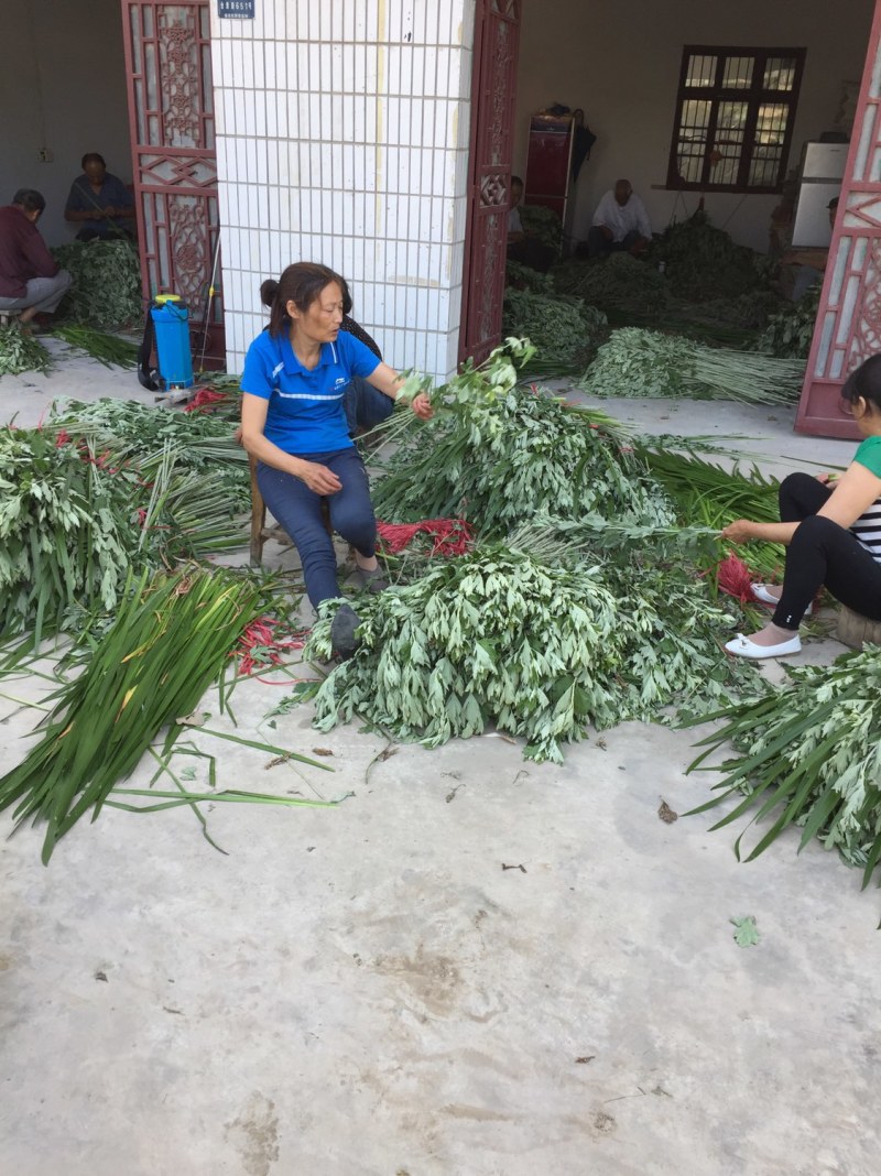 艾草批发（端午必备）十多年种植经验，保证新鲜质优