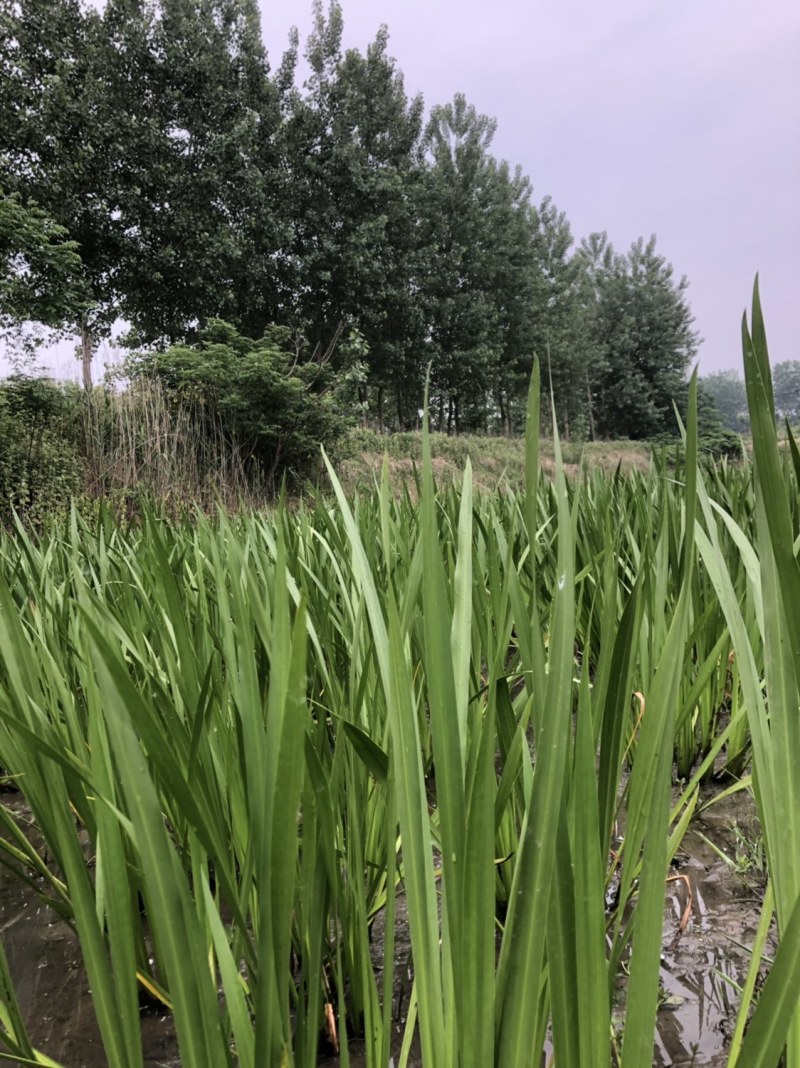 艾草批发（端午必备）十多年种植经验，保证新鲜质优