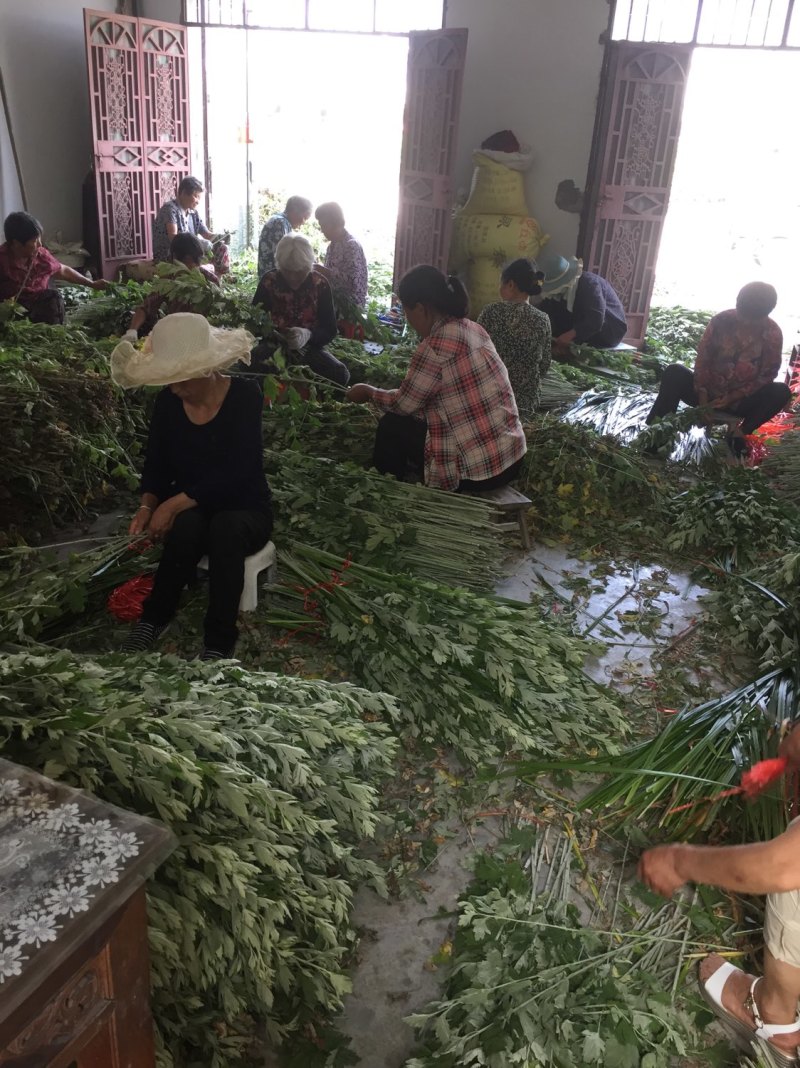 艾草批发（端午必备）十多年种植经验，保证新鲜质优