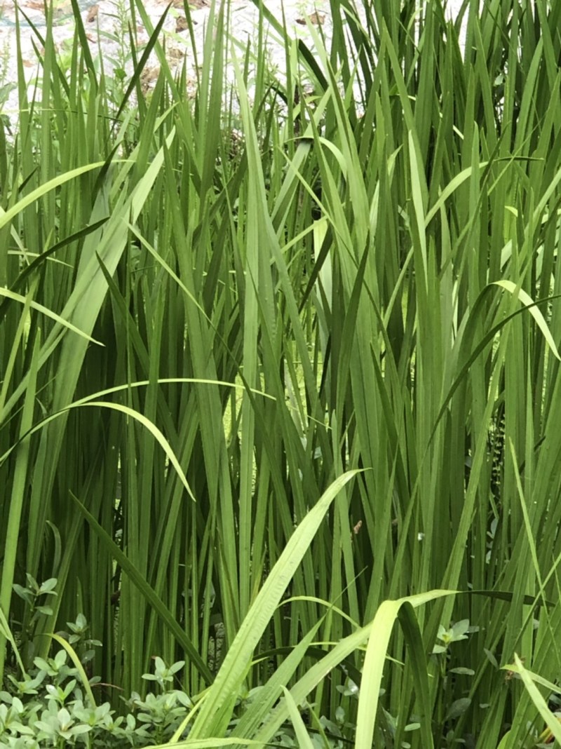 艾草批发（端午必备）十多年种植经验，保证新鲜质优