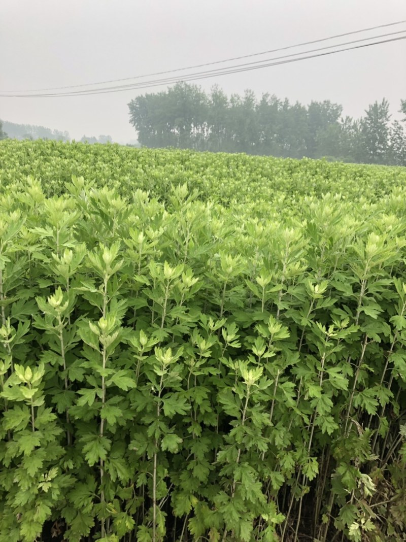 艾草批发（端午必备）十多年种植经验，保证新鲜质优