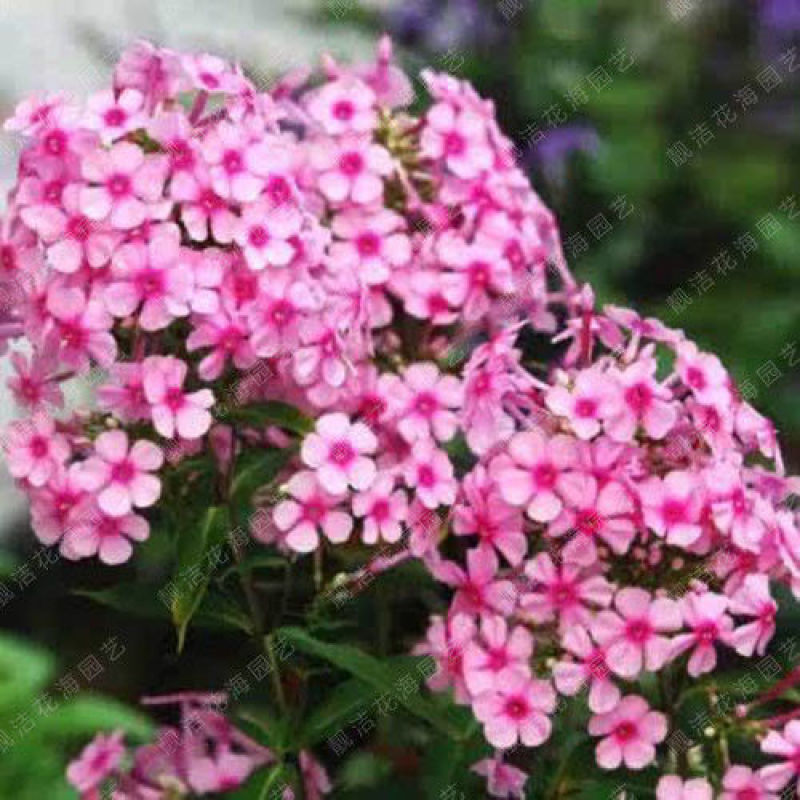 进口芝樱花种子丛生福禄考种子五色梅种籽庭院易活花籽耐寒花