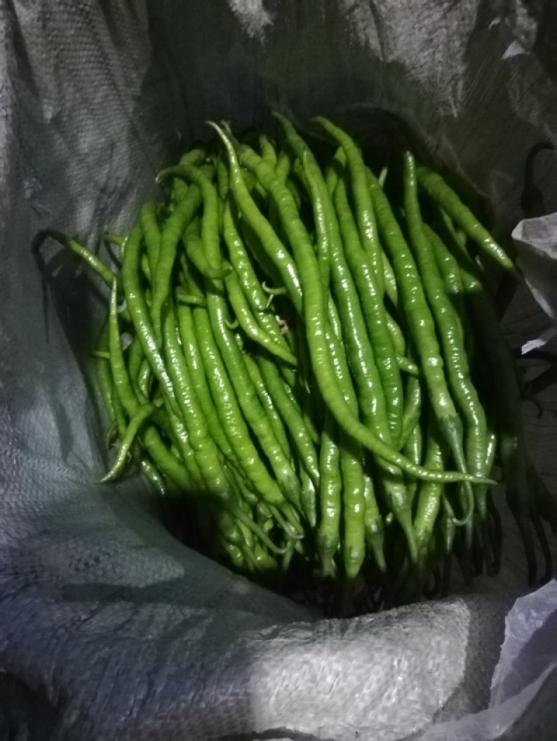 潍坊青州.黑线椒.黑条.3号椒.8号椒开始大量上市