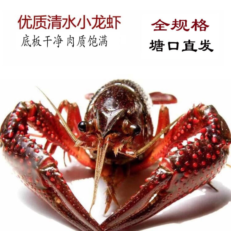 小龙虾湖北清水小龙虾一手货源全规格产地大量出货包邮