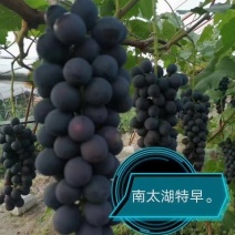 南太湖特早葡萄苗（自然无核，特早熟，纯甜高产)保纯保活
