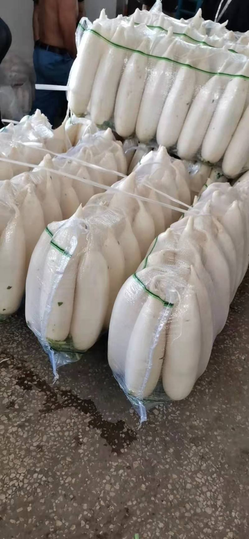 精品白萝卜大量供应产地一手货源欢迎咨询订购