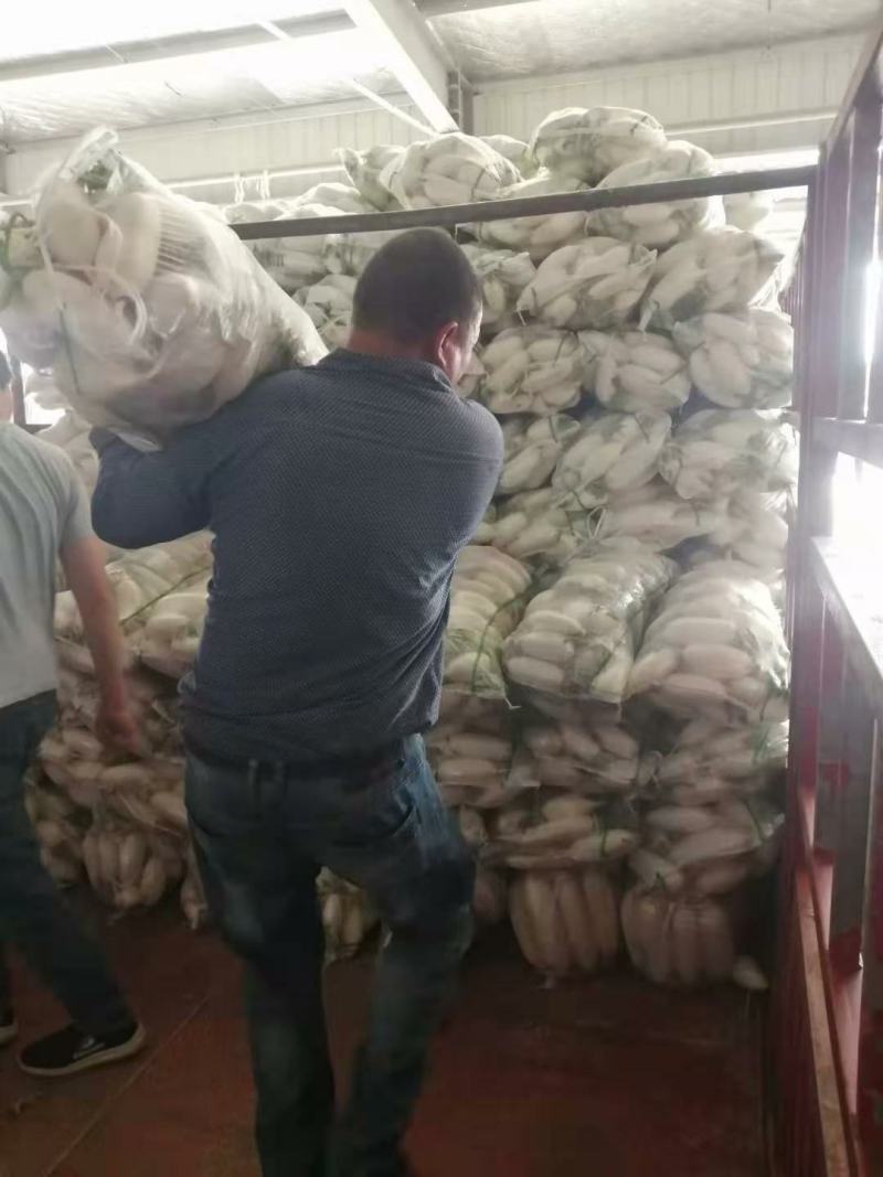 精品白萝卜大量供应产地一手货源欢迎咨询订购