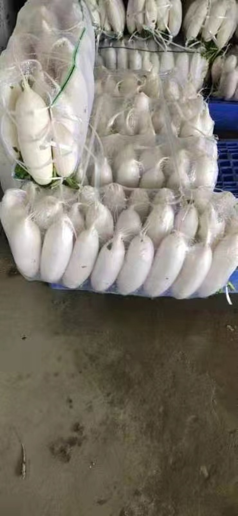 精品白萝卜大量供应产地一手货源欢迎咨询订购
