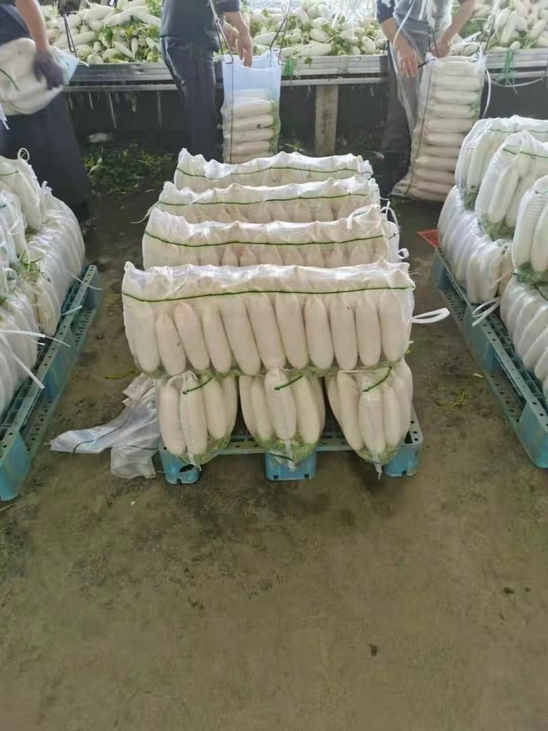 精品白萝卜大量供应产地一手货源欢迎咨询订购