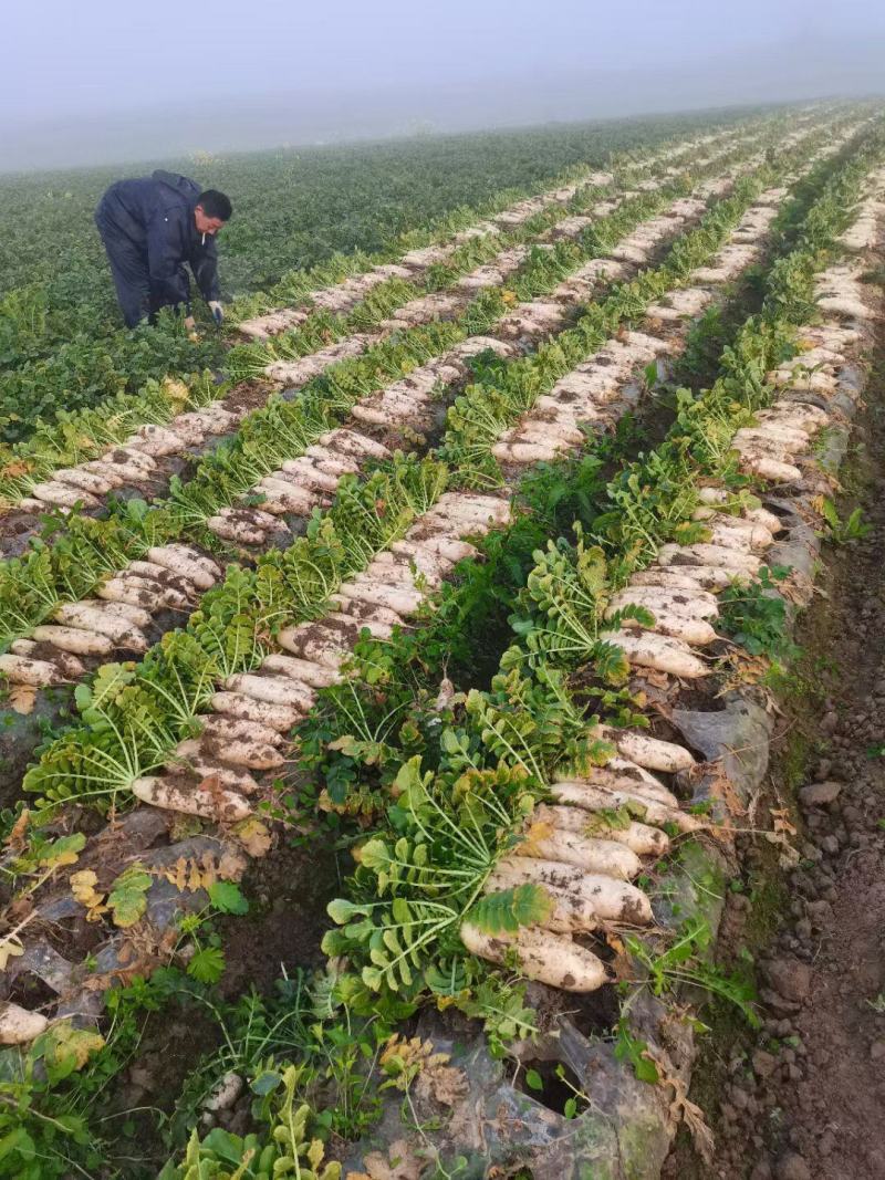 精品白萝卜大量供应产地一手货源欢迎咨询订购