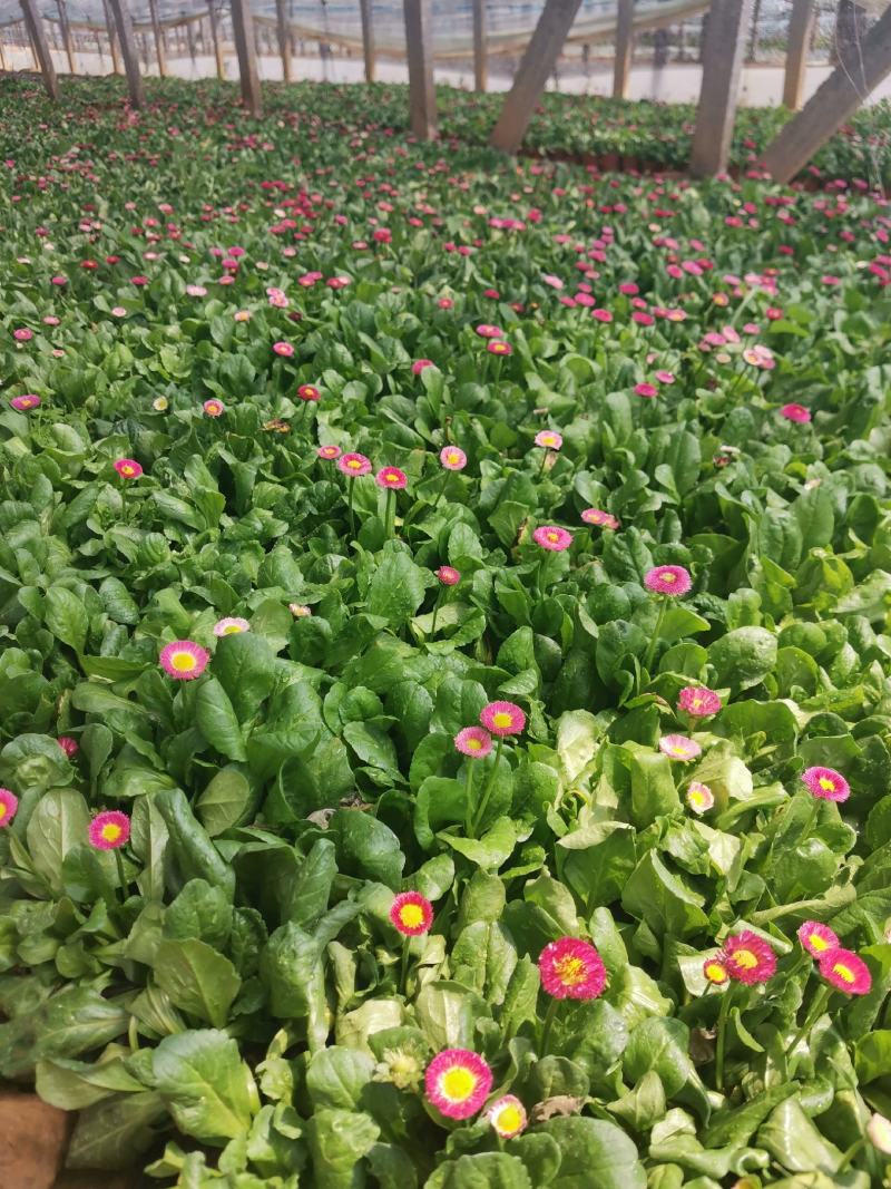雏菊大量种植需要的老板电话询价价格低质量优