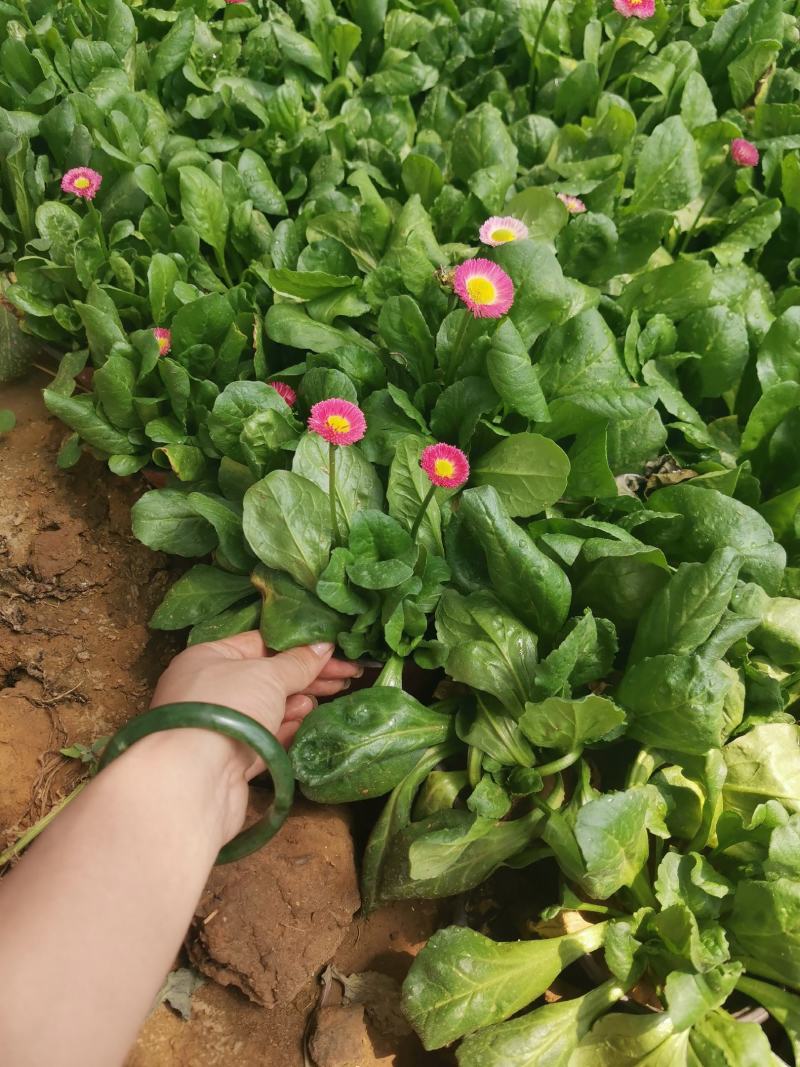 雏菊大量种植需要的老板电话询价价格低质量优