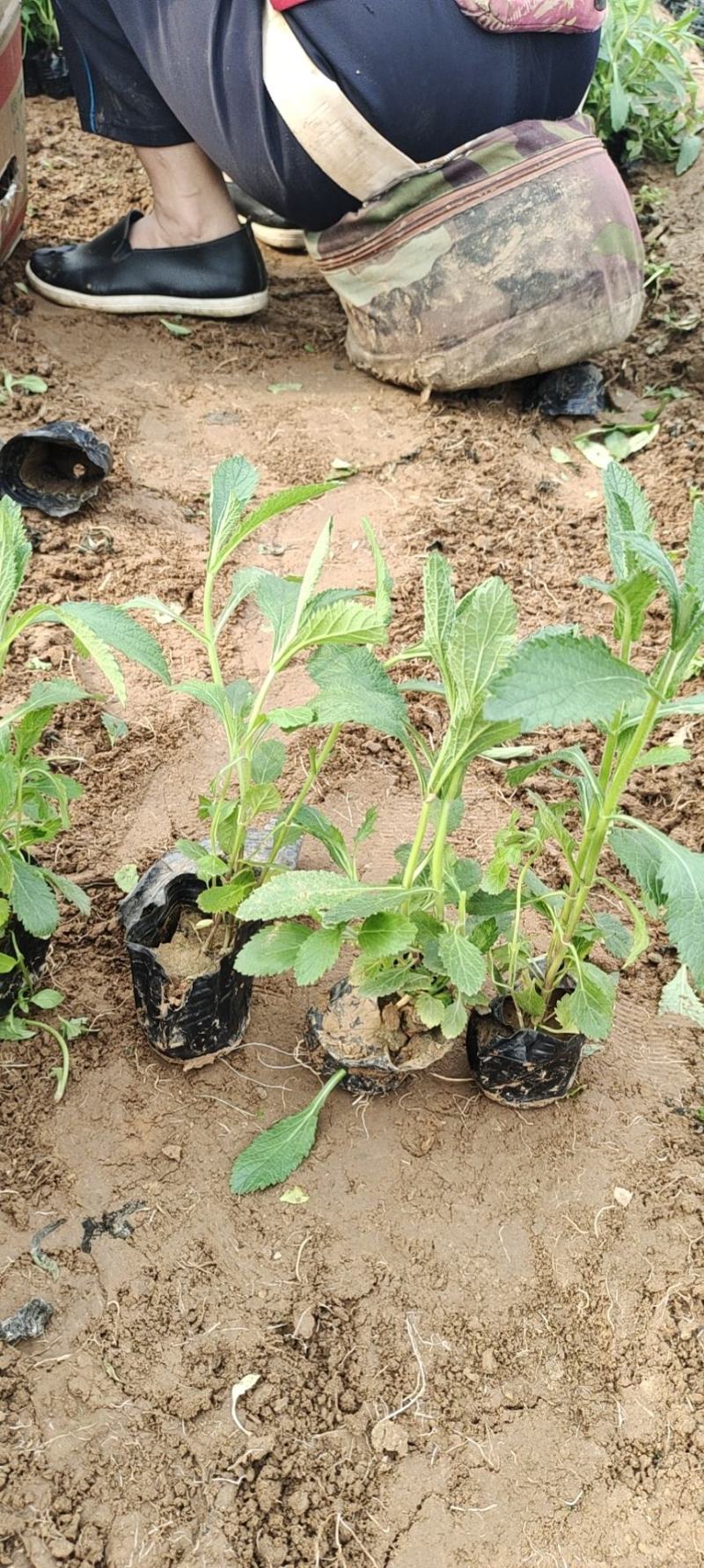 优质多芽马鞭草苗圃直发价格低质量好，欢迎询价