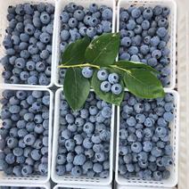 高品质蓝莓
