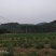 已丰产的无花果园转让