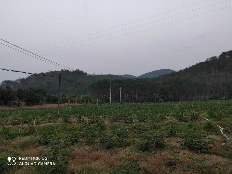 已丰产的无花果园转让