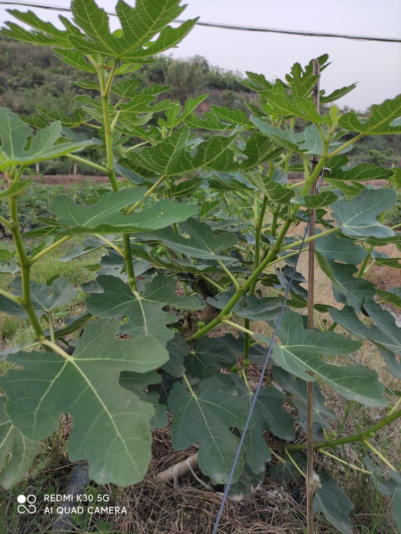 已丰产的无花果园转让