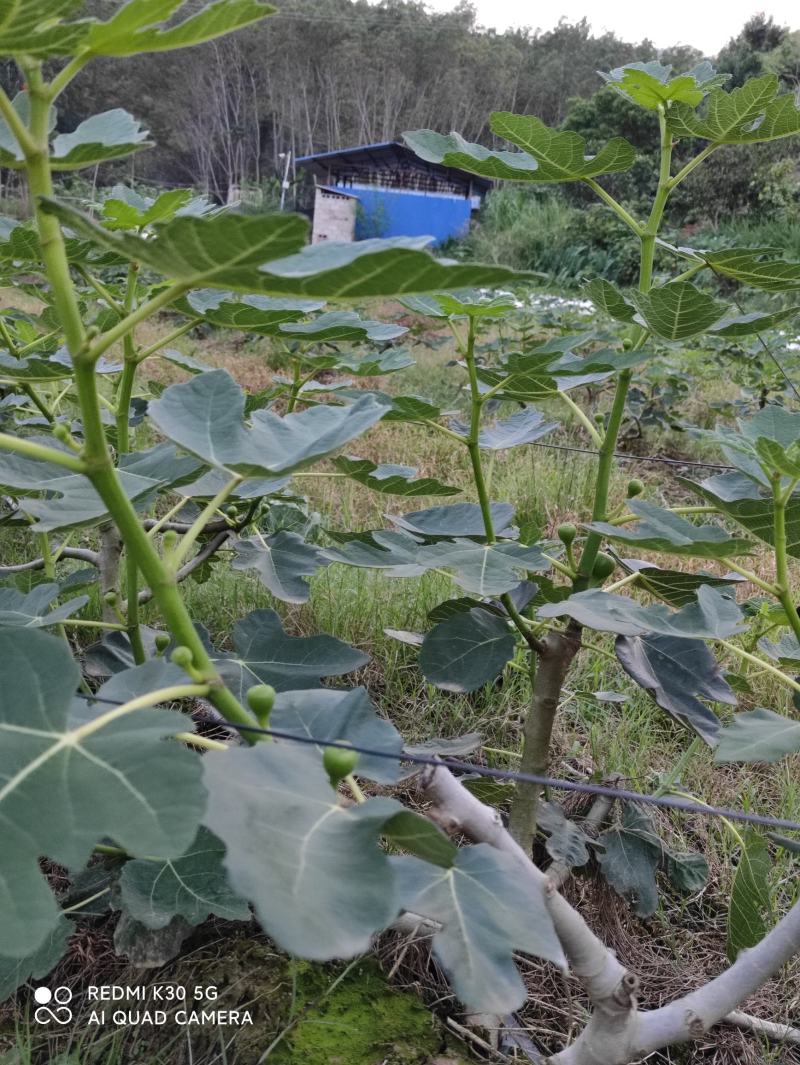 已丰产的无花果园转让