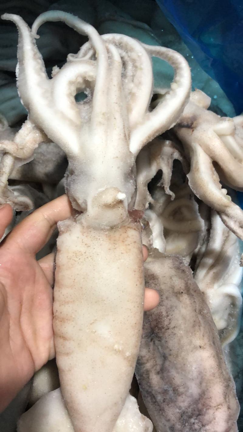 鱿鱼单冻鱿鱼新鲜速冻鱿鱼江苏海鲜水产大鱿鱼小鱿鱼