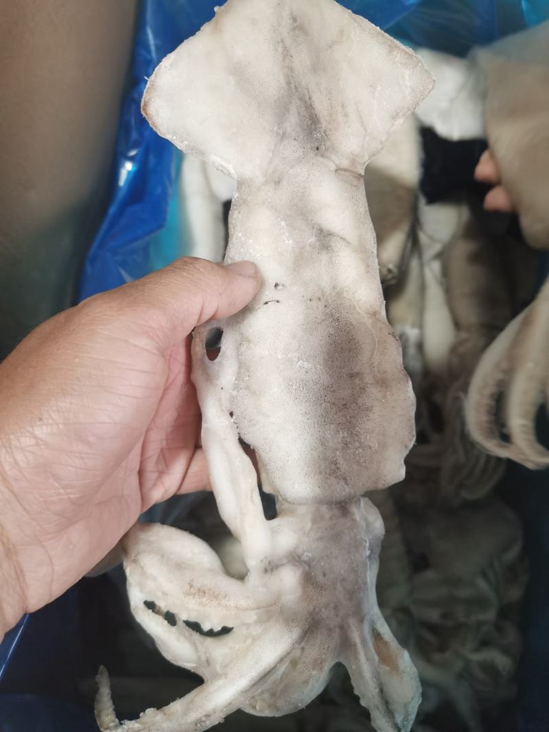 鱿鱼单冻鱿鱼新鲜速冻鱿鱼江苏海鲜水产大鱿鱼小鱿鱼