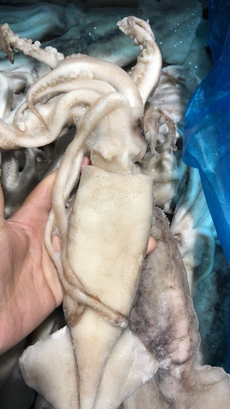鱿鱼单冻鱿鱼新鲜速冻鱿鱼江苏海鲜水产大鱿鱼小鱿鱼