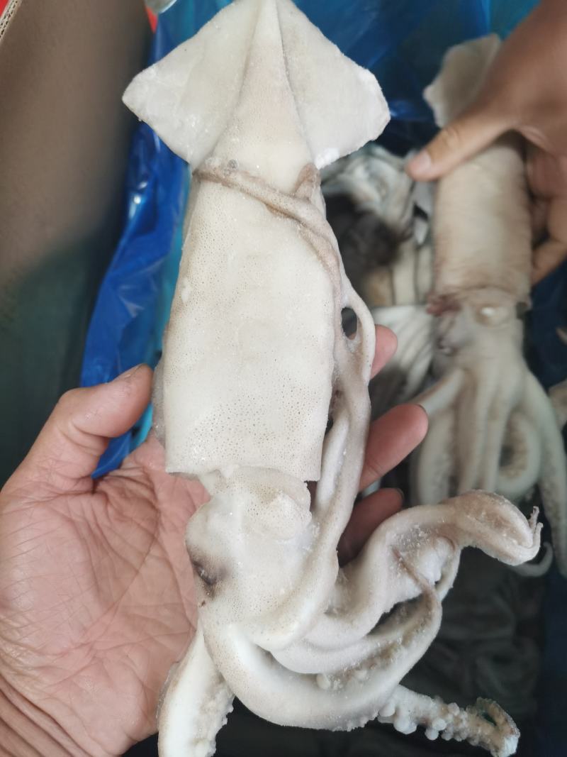 鱿鱼单冻鱿鱼新鲜速冻鱿鱼江苏海鲜水产大鱿鱼小鱿鱼